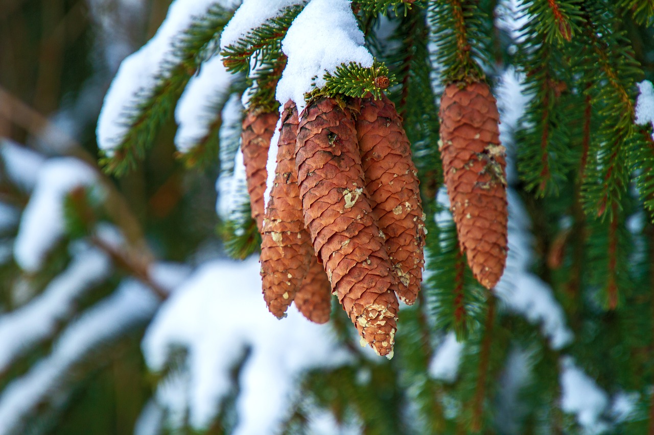 winter  pine cones  tree free photo