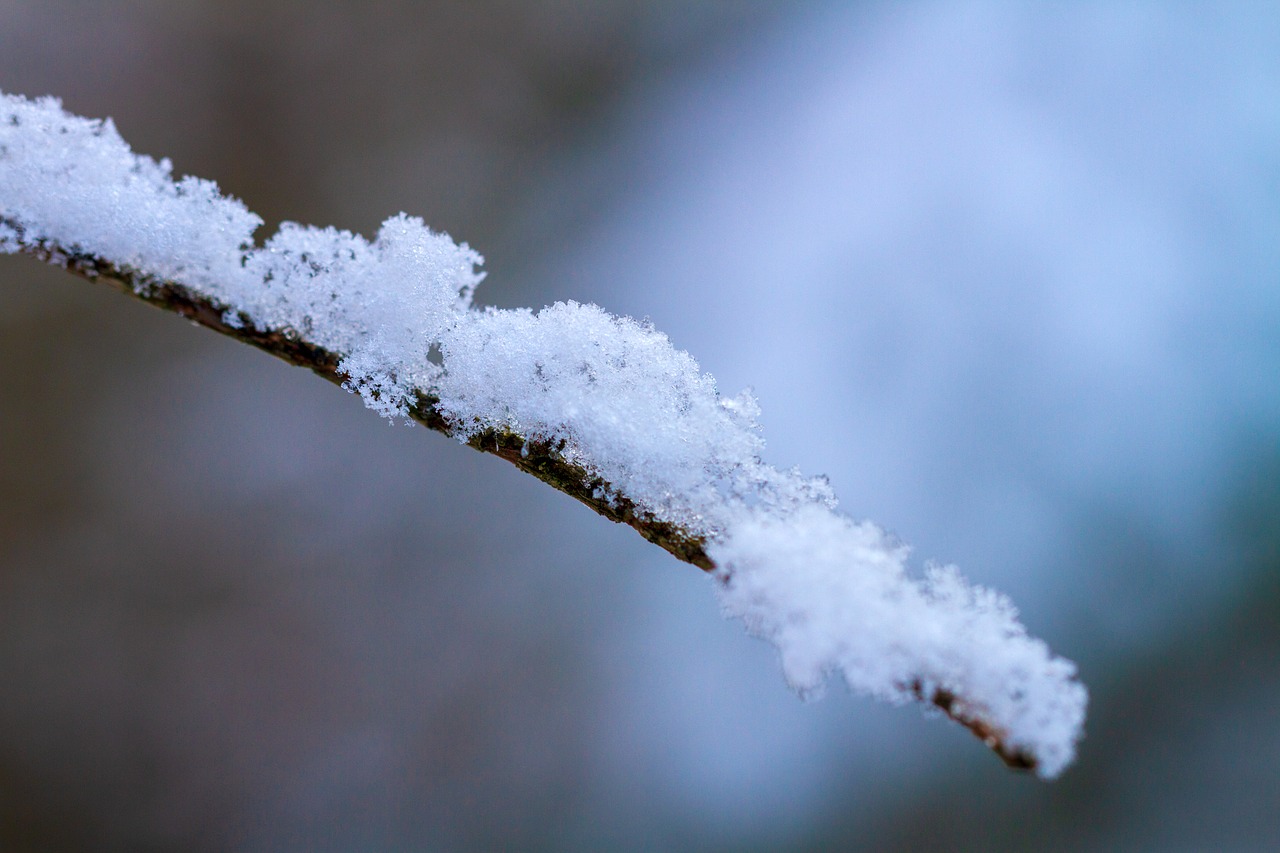 winter  branch  snow free photo