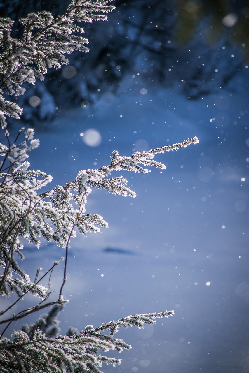 winter  frost  snow free photo