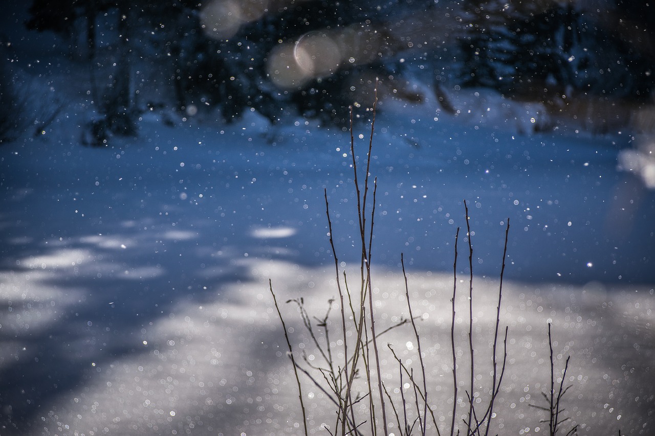 winter  frost  snow free photo