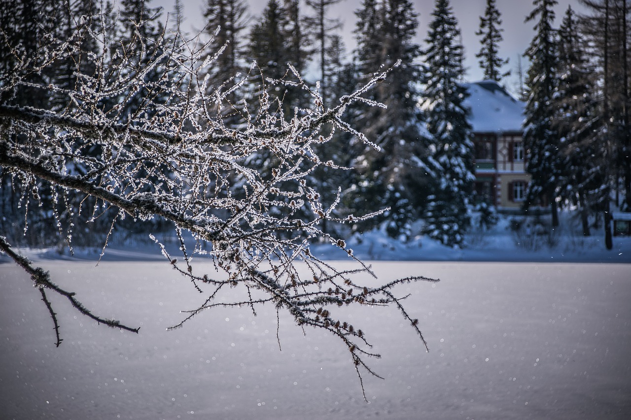 winter  frost  snow free photo