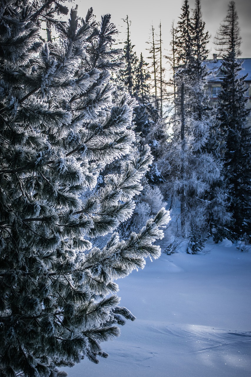 winter  frost  snow free photo