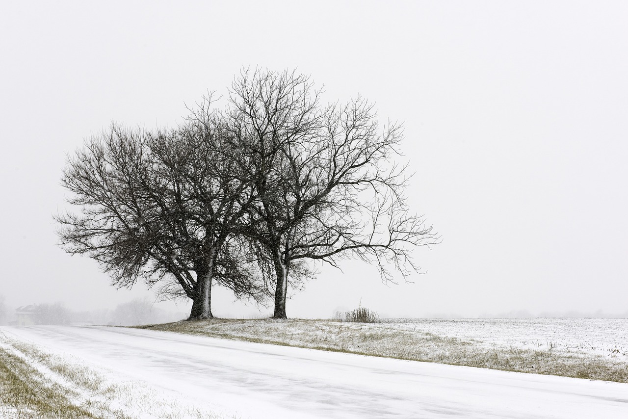 winter  landscape  snow free photo