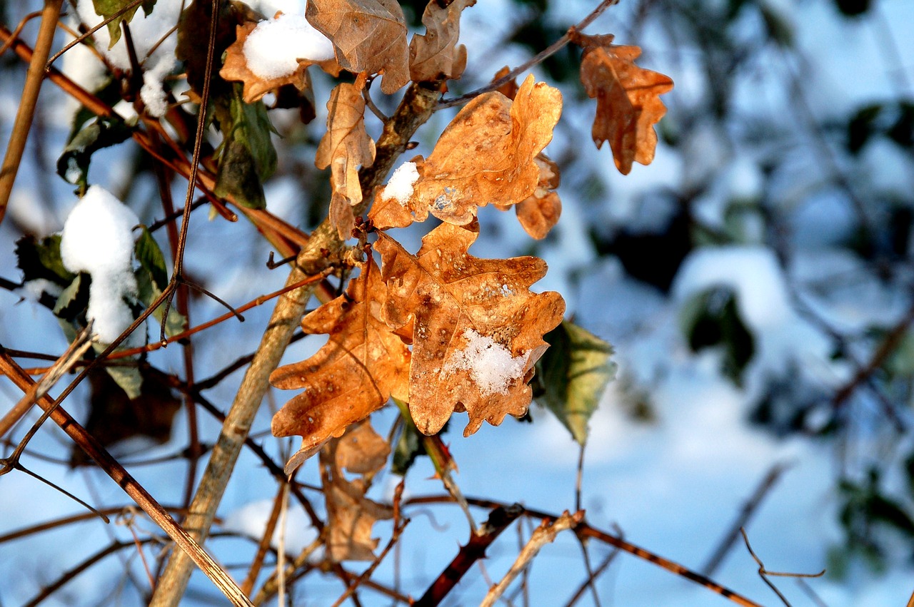 winter  snow  sheet free photo