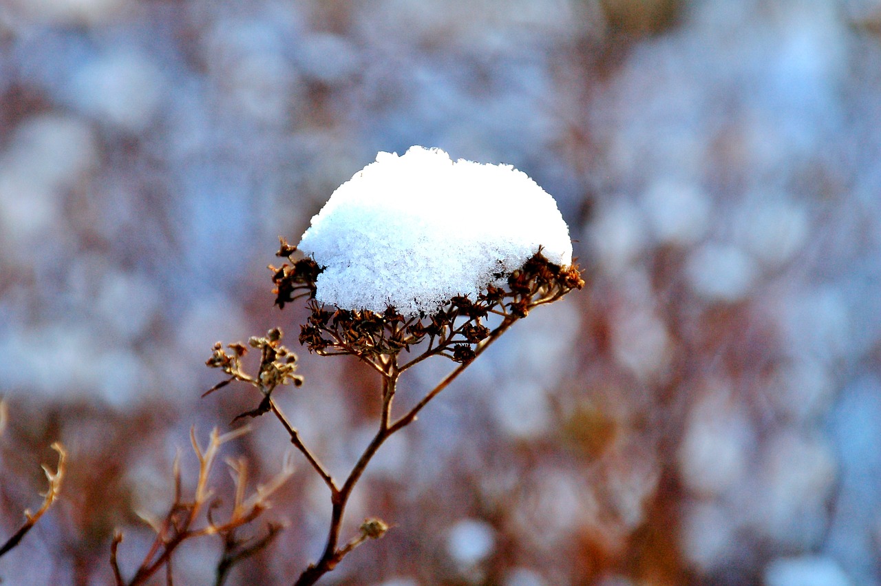 winter  protection  branch free photo