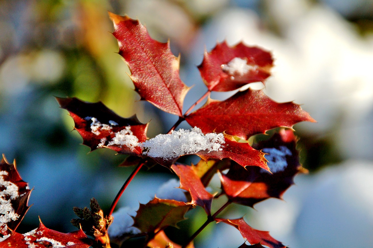 winter  snow  branches free photo