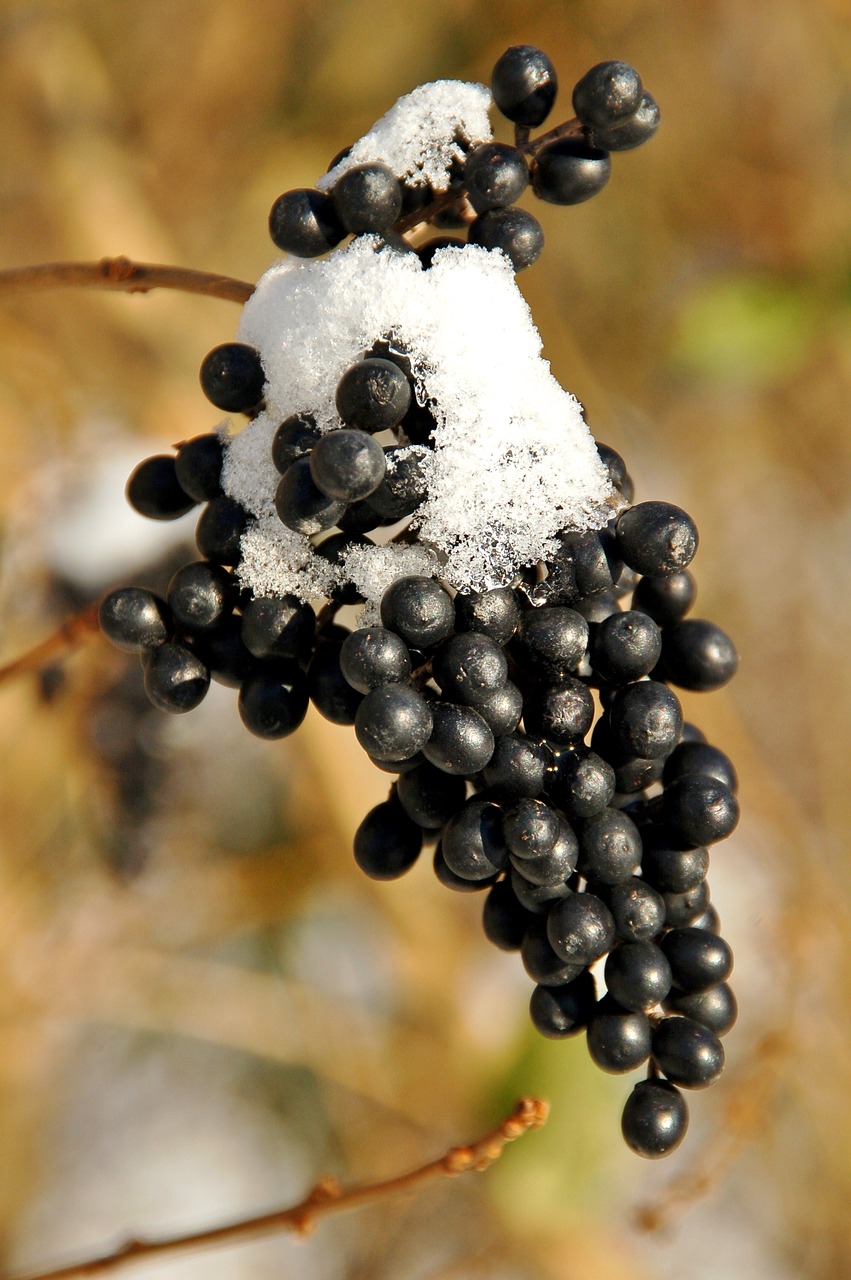 winter  black  grapes free photo