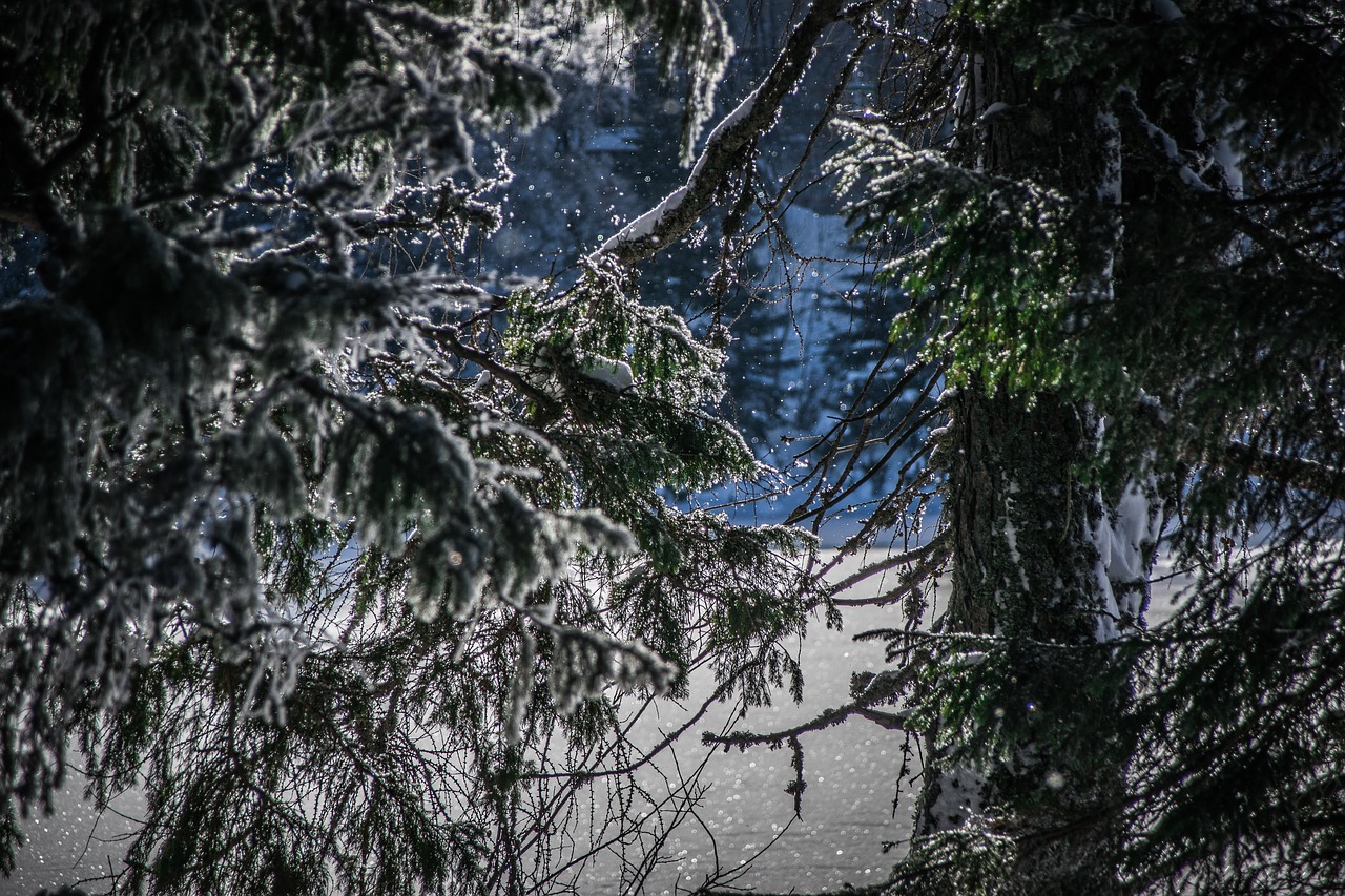 winter  trees  nature free photo