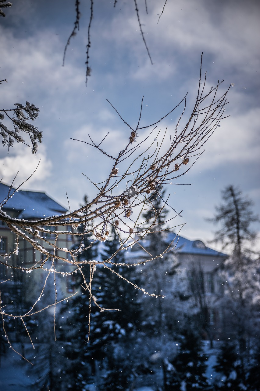 winter  trees  nature free photo