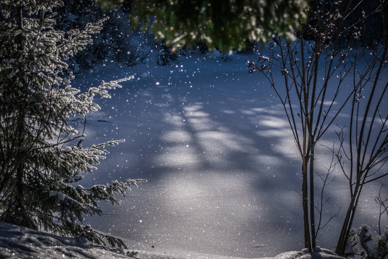 winter  light  sparkle free photo