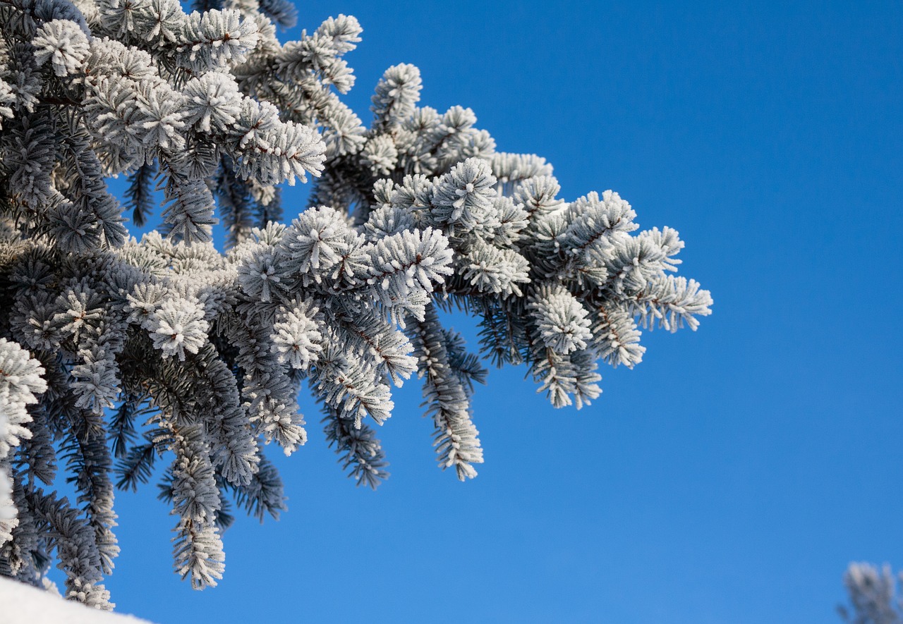 winter  nature  spruce free photo