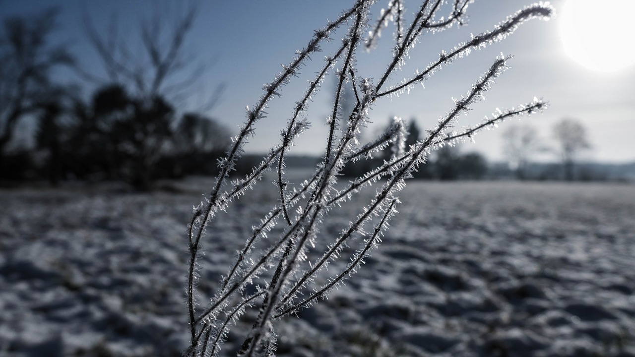 winter  snow  crystal free photo