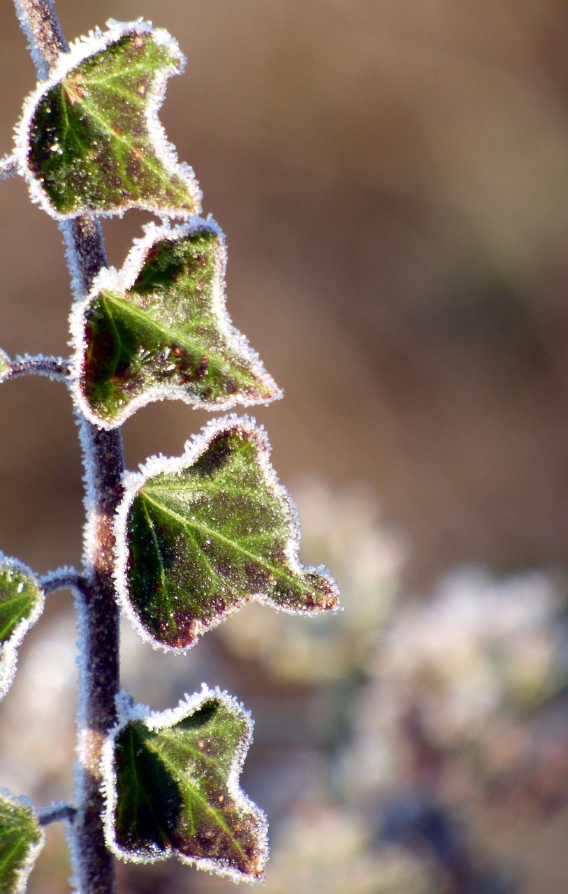 winter  leaf  gel free photo