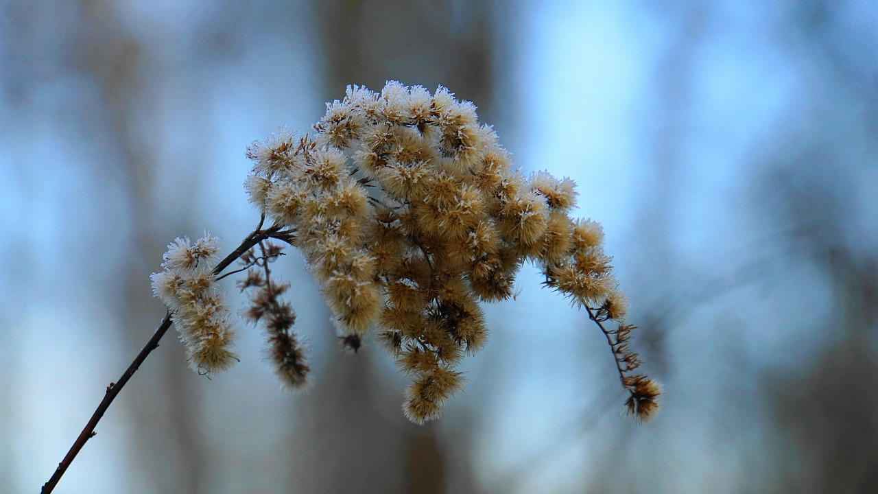 winter  eiskristalle  ice free photo