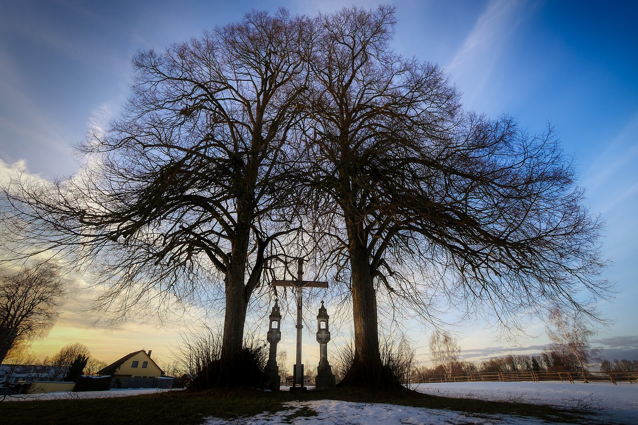 winter  tree  landscape free photo
