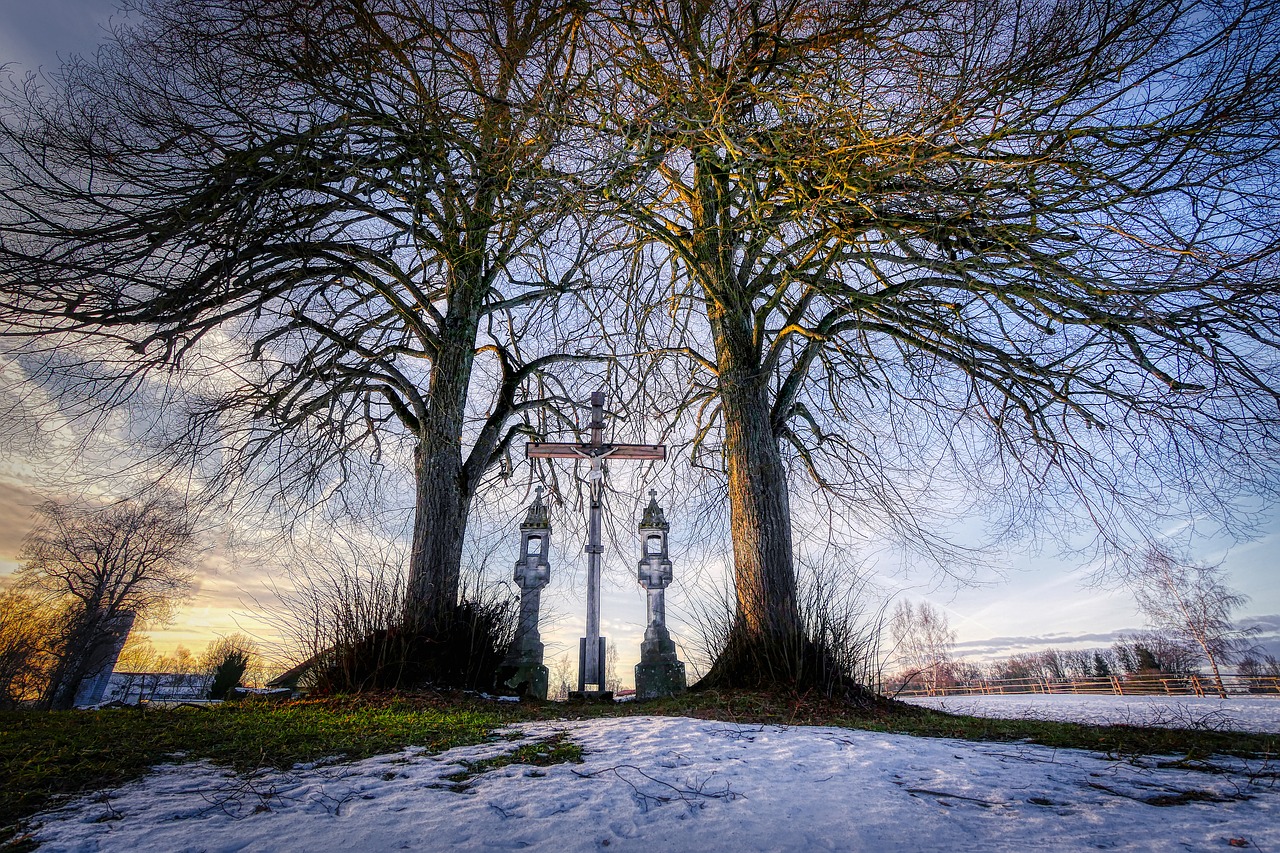 winter  tree  landscape free photo