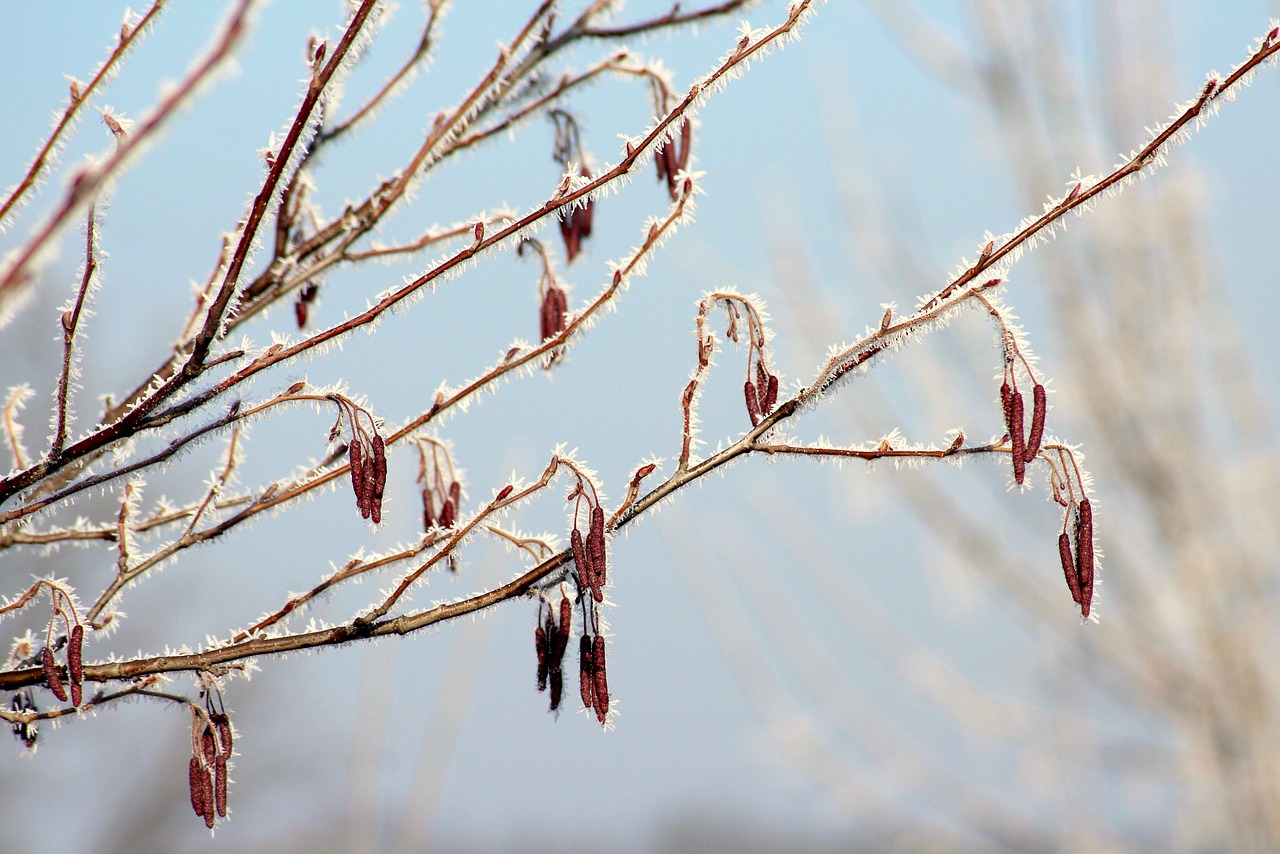 winter  branch  tree free photo