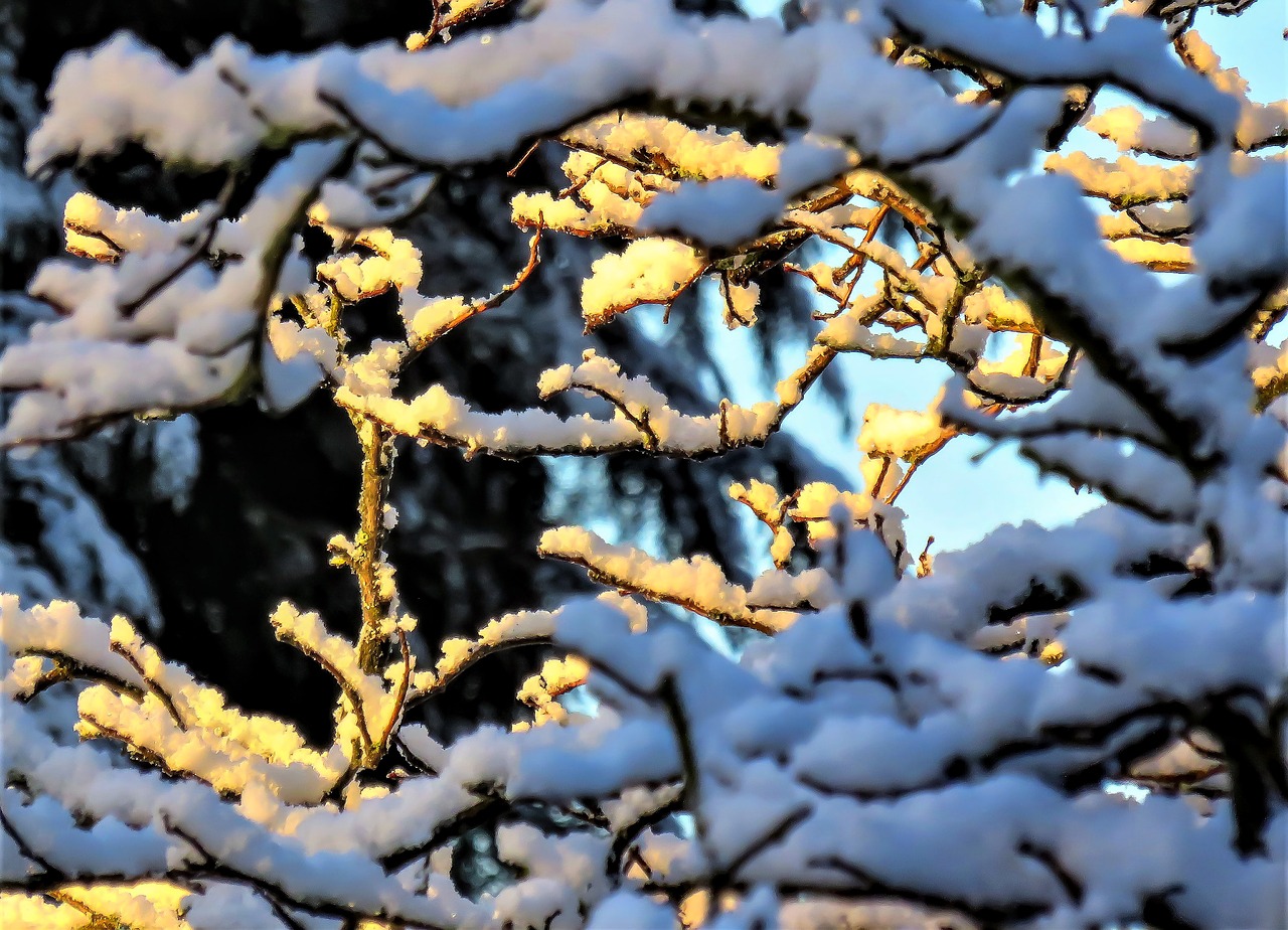 winter  snow  snowy branches free photo