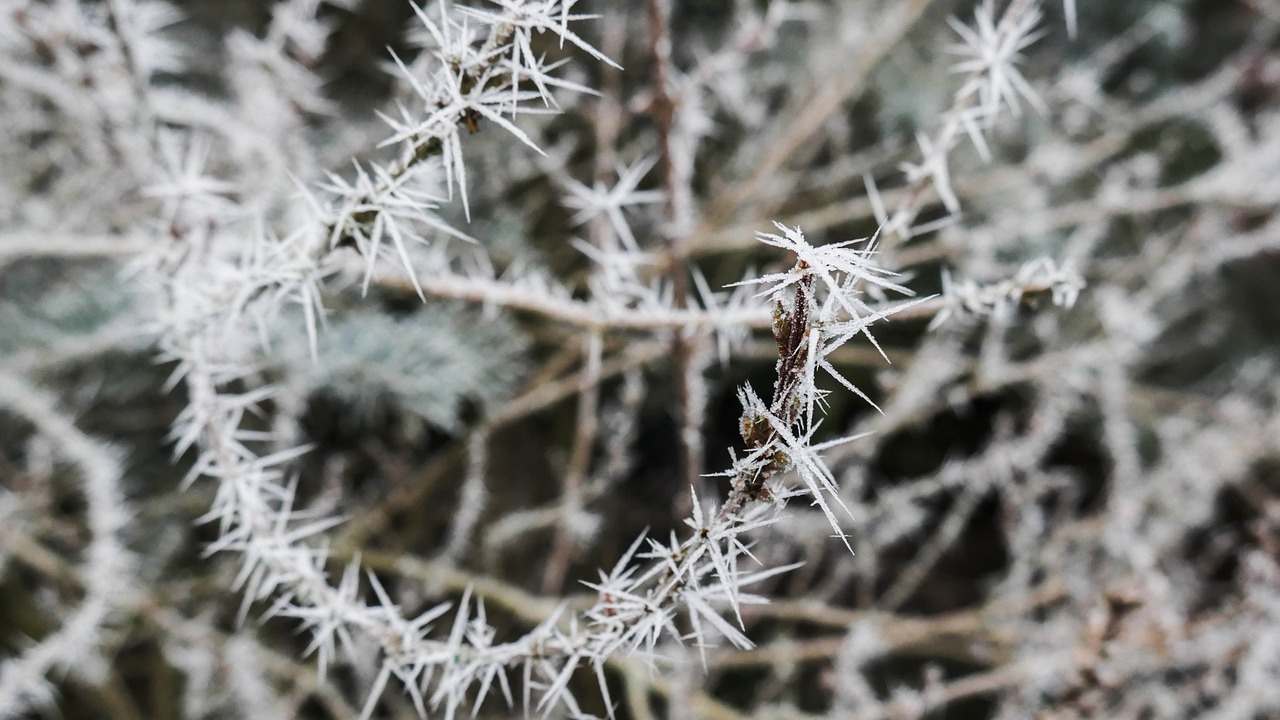 winter  frost  crystal free photo