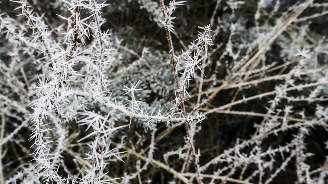 winter  frost  crystal free photo
