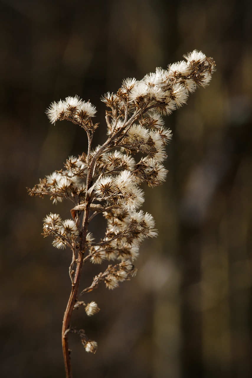 winter  backlighting  plant free photo