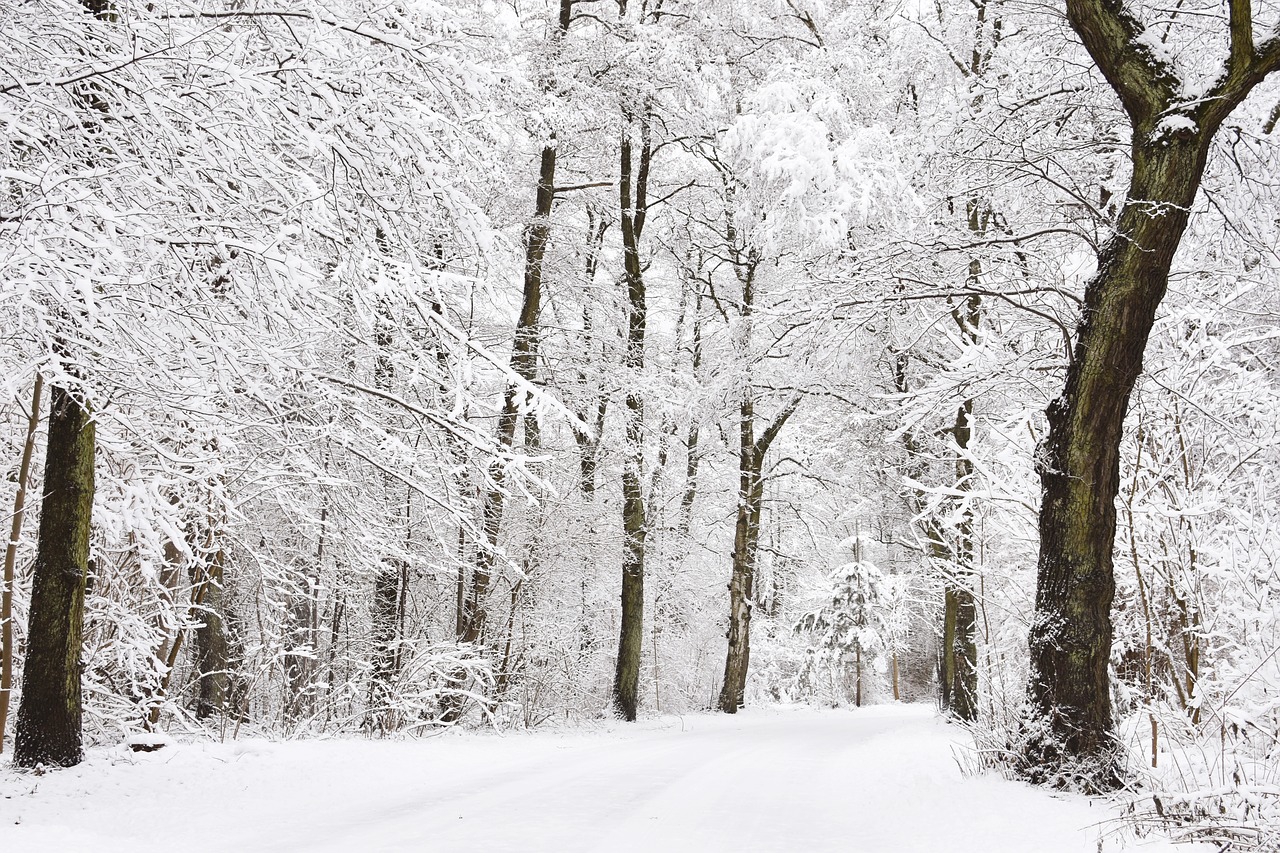 winter  wintry forest  snowy forest free photo