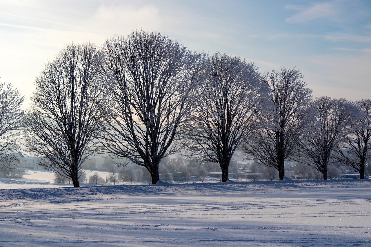 winter  wintry  nature free photo