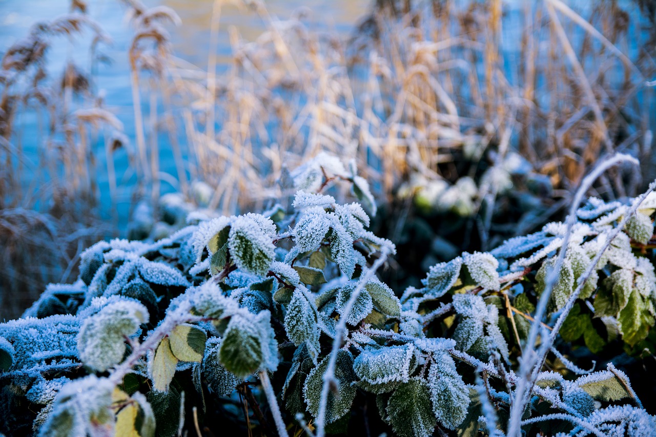 winter  frost  snow free photo