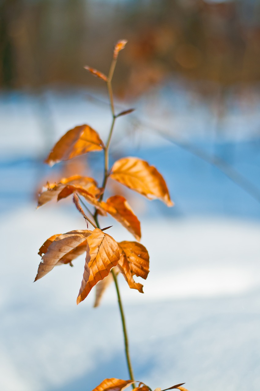 winter  nature  snow free photo