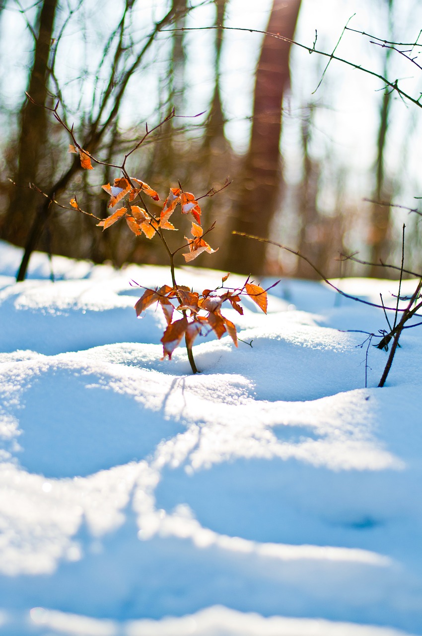 winter  snow  frost free photo