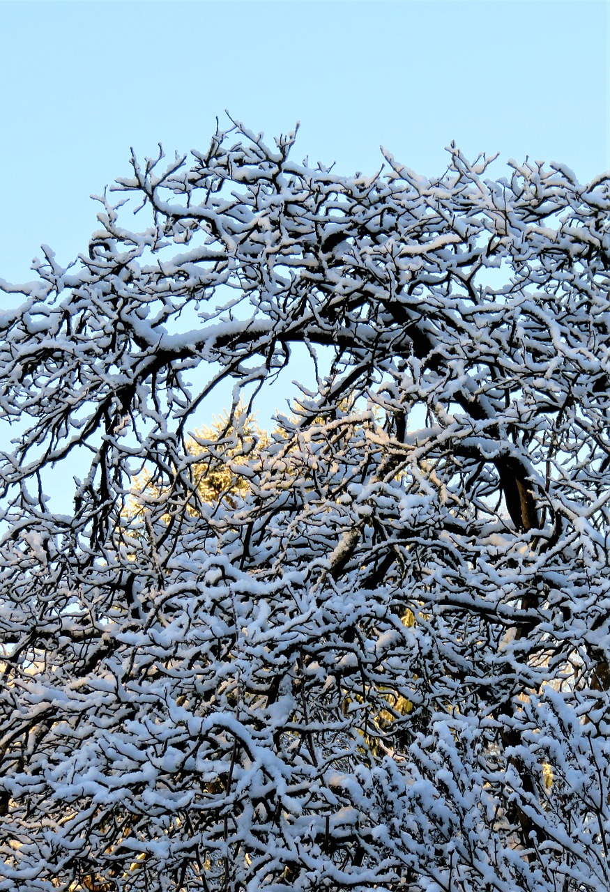 winter  snow  tree free photo