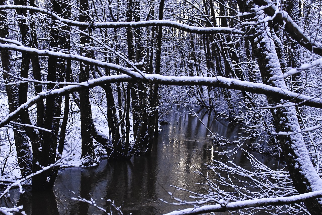 winter  winter forest  reflection free photo