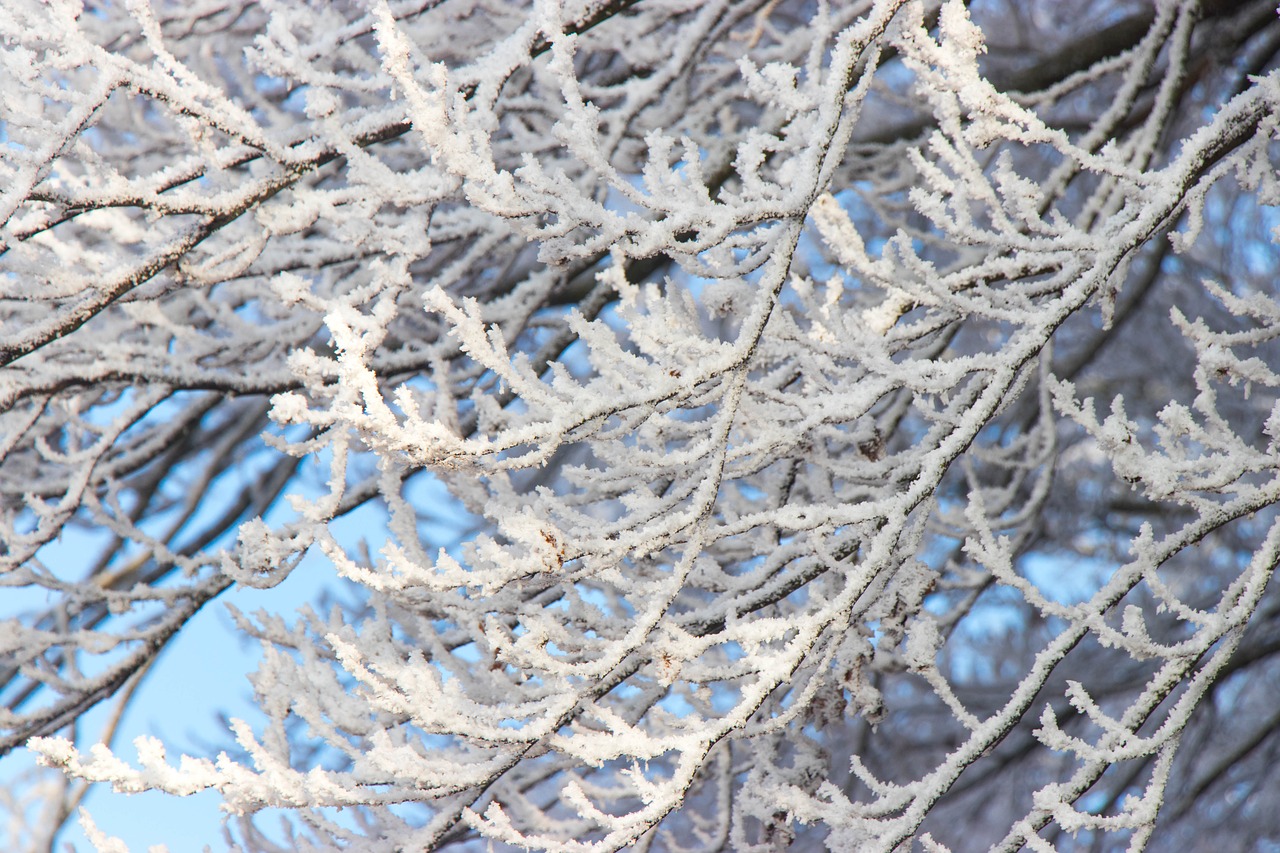 winter  ice  nature free photo