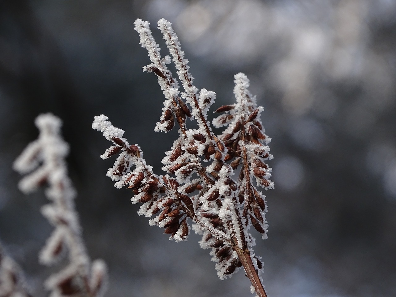 winter  icing  macro free photo