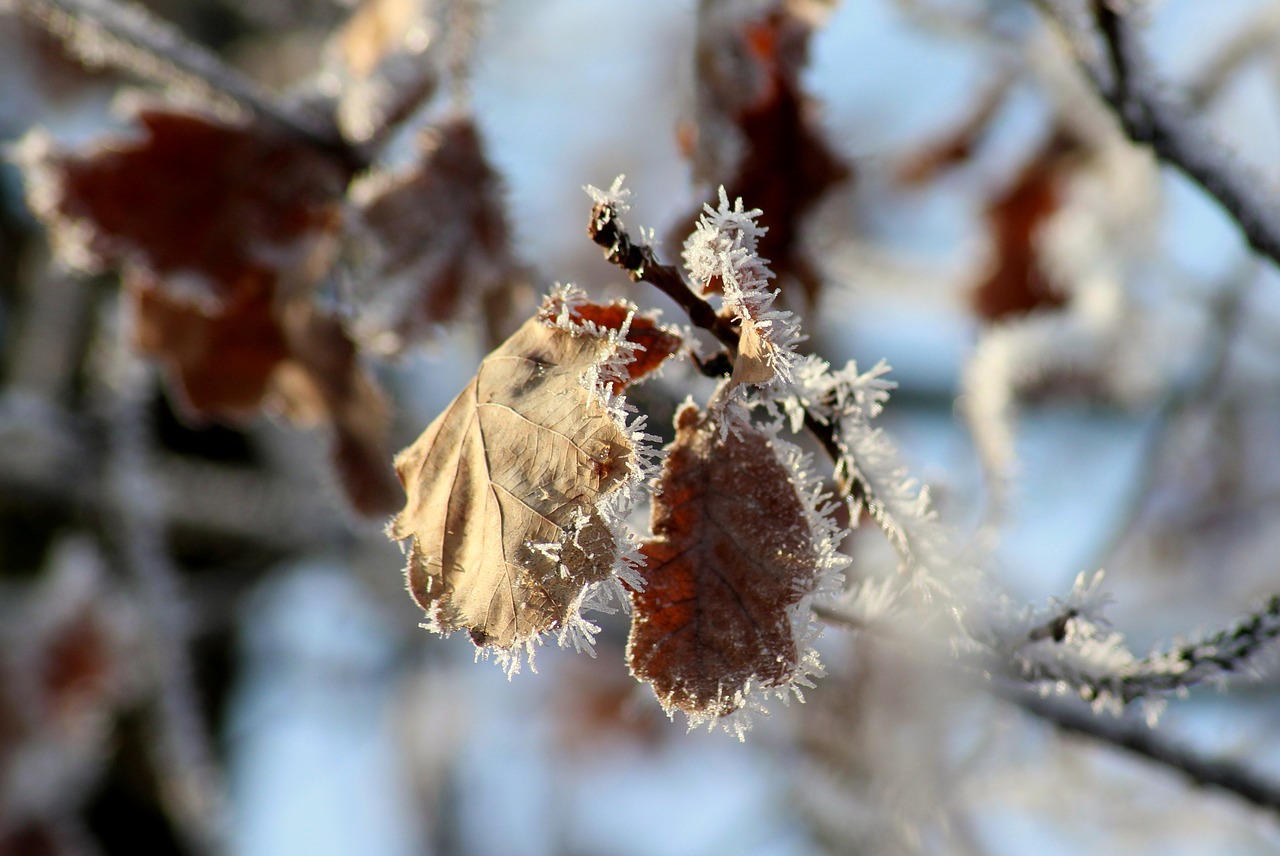 winter  january  frost free photo