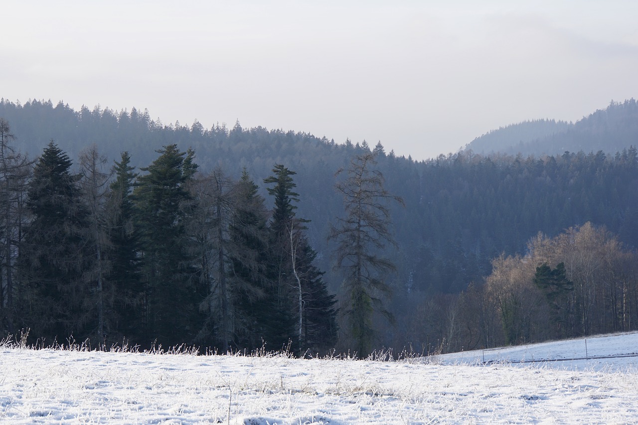 winter  black forest  cold free photo