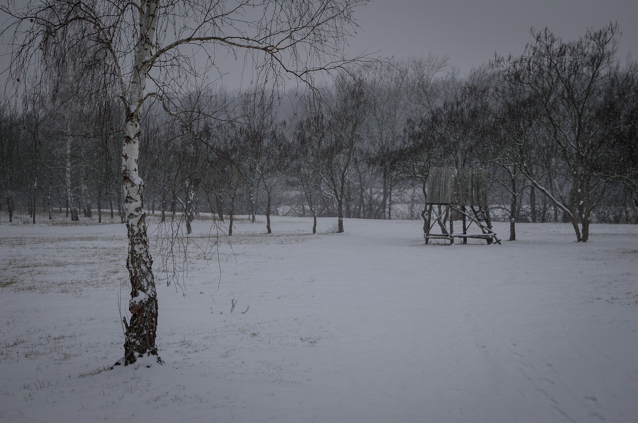 winter  tree  snow free photo