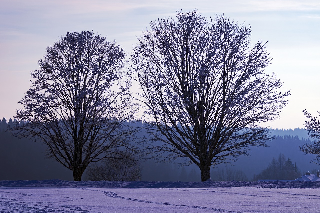 winter  tree  snow free photo