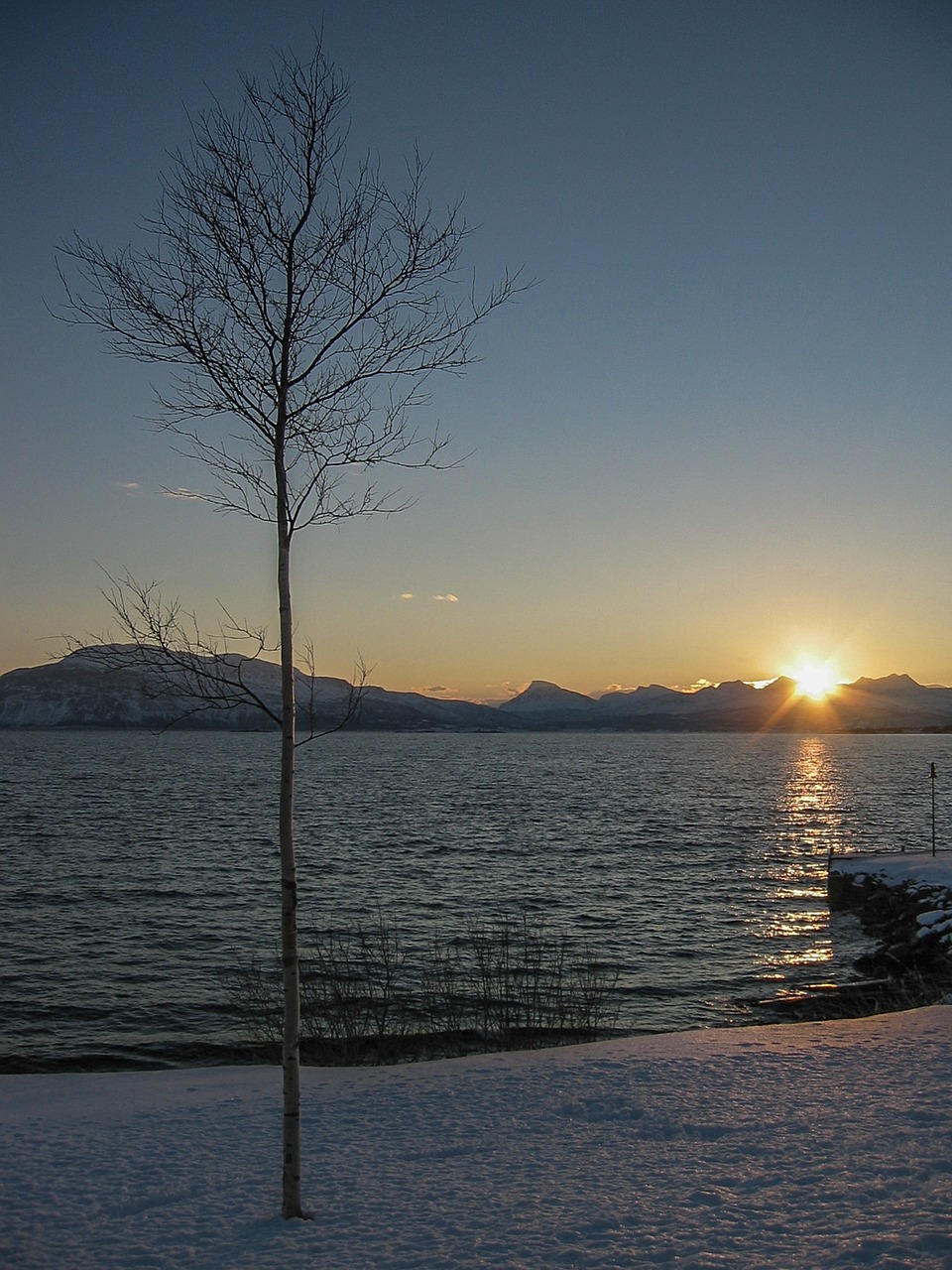 winter  sunrise  birch free photo