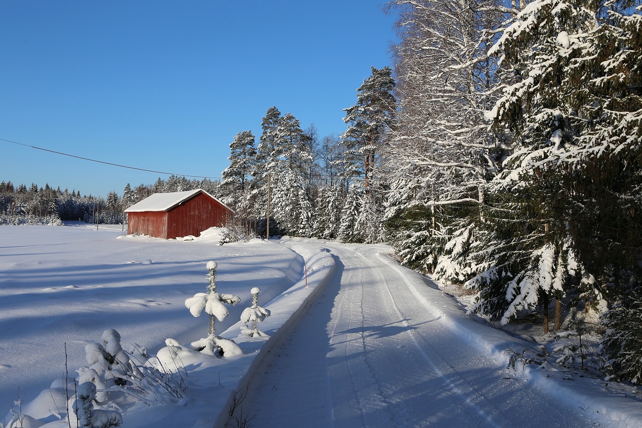 winter  snow  frost free photo