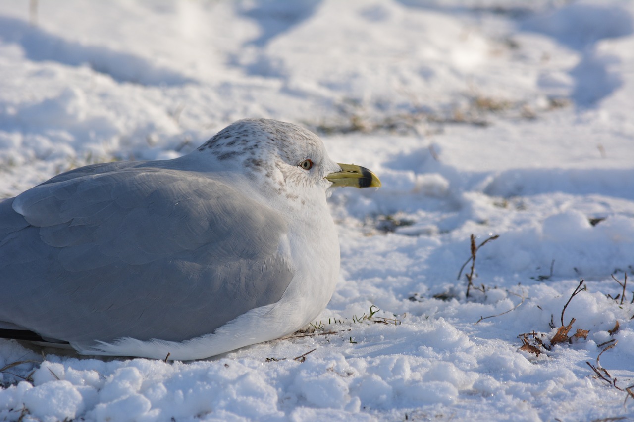 winter  bird  snow free photo