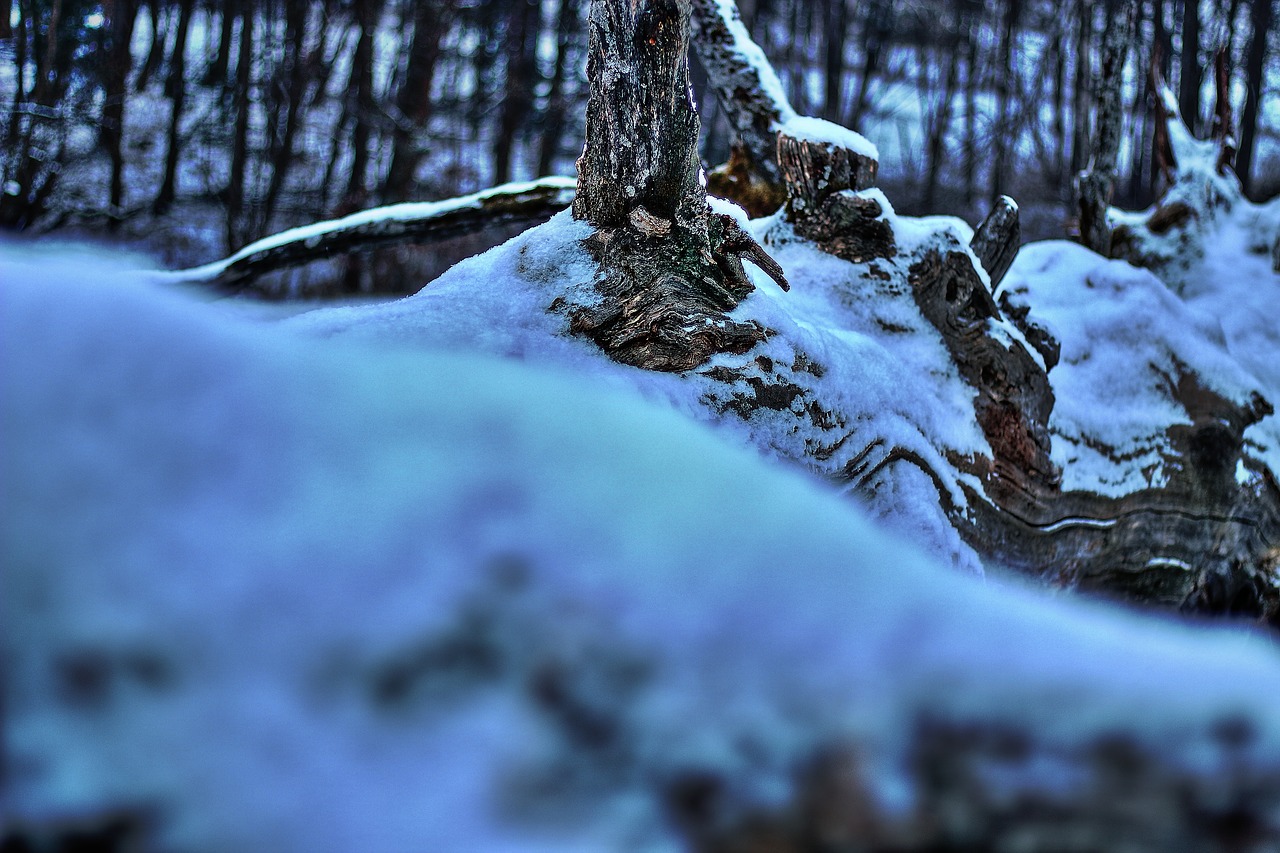 winter  snow  germany free photo