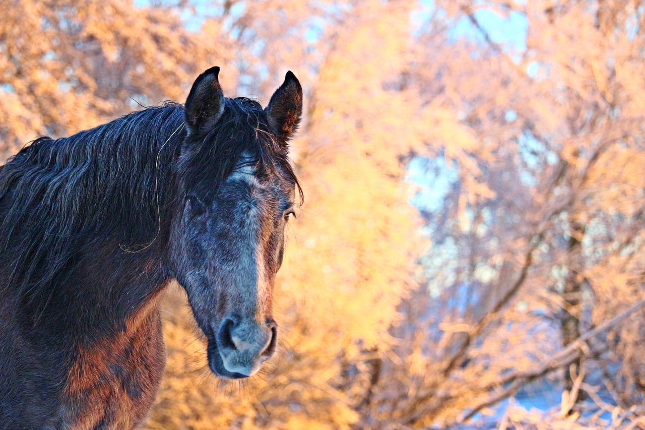 winter  horse  snow free photo