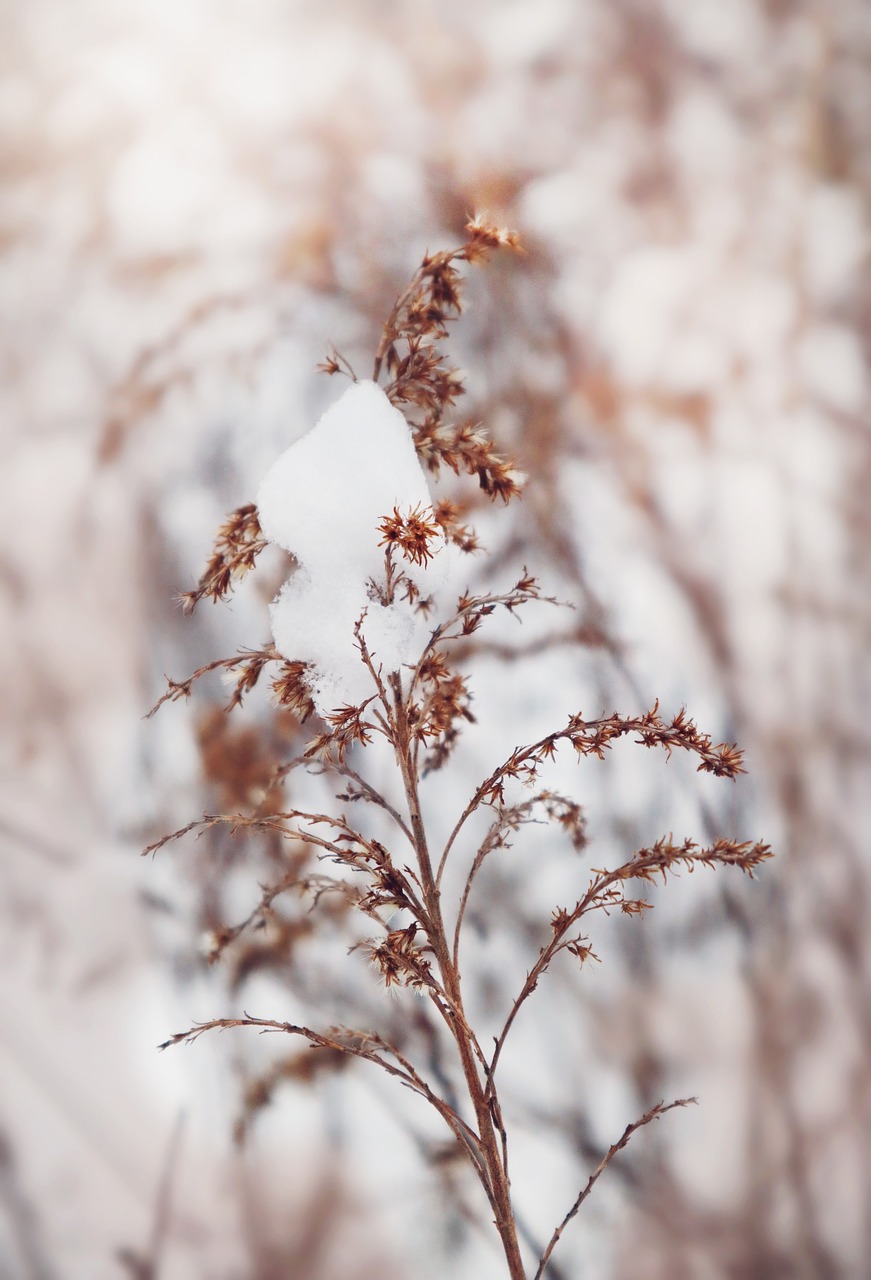 winter  snow  white free photo