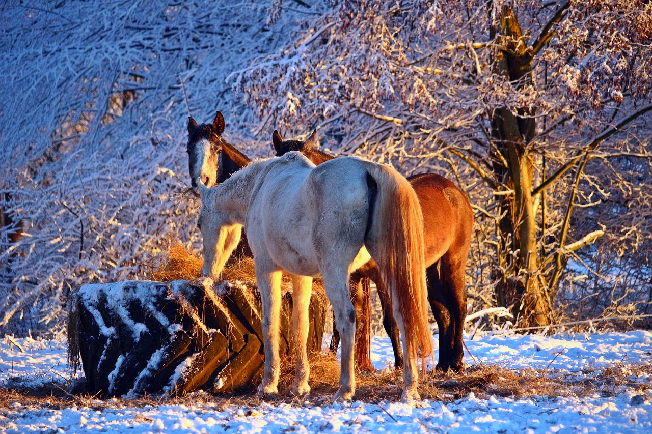 winter  horse  mold free photo