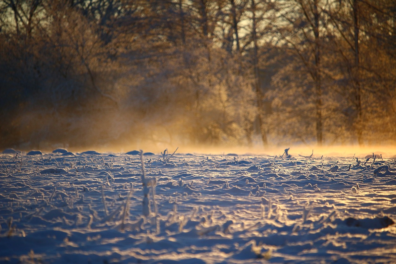 winter  fog  snow free photo