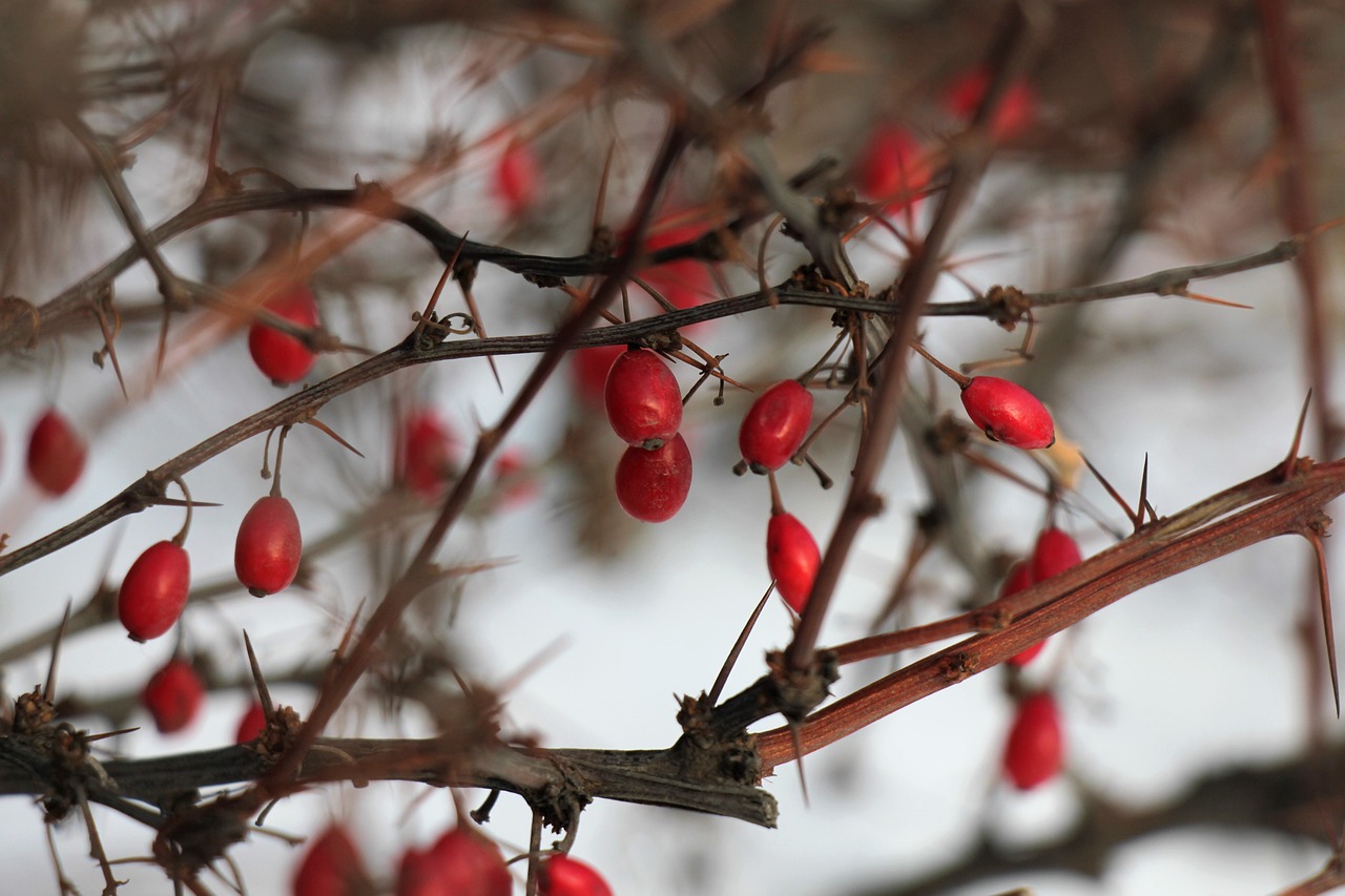 winter  bush  barberry free photo