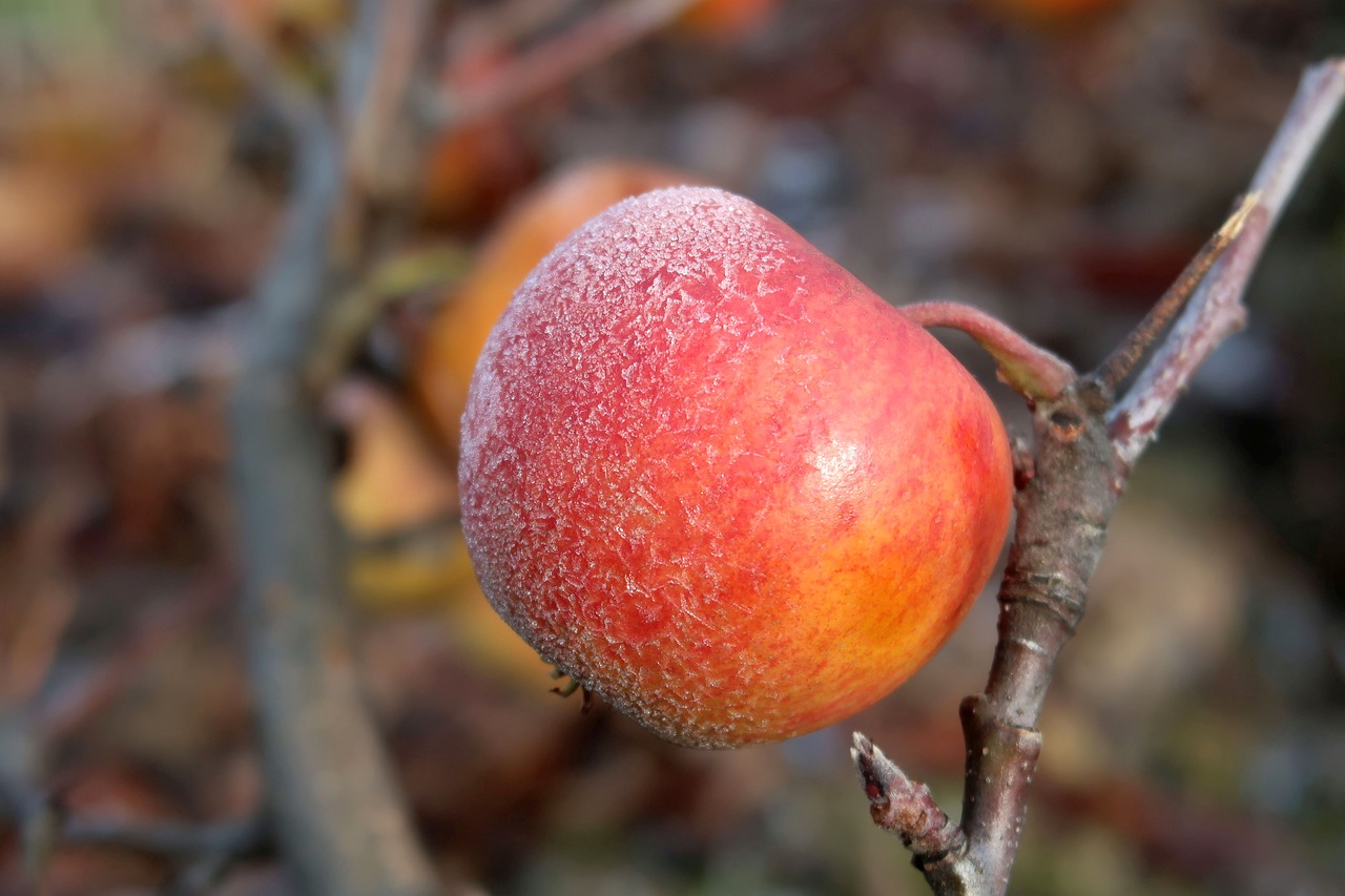 winter  apple  frozen free photo