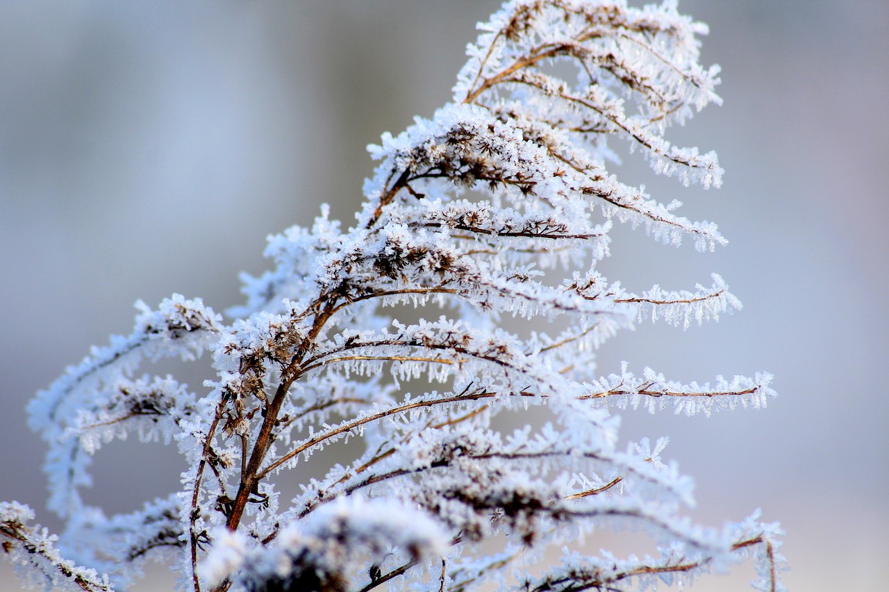 winter  frost  january free photo