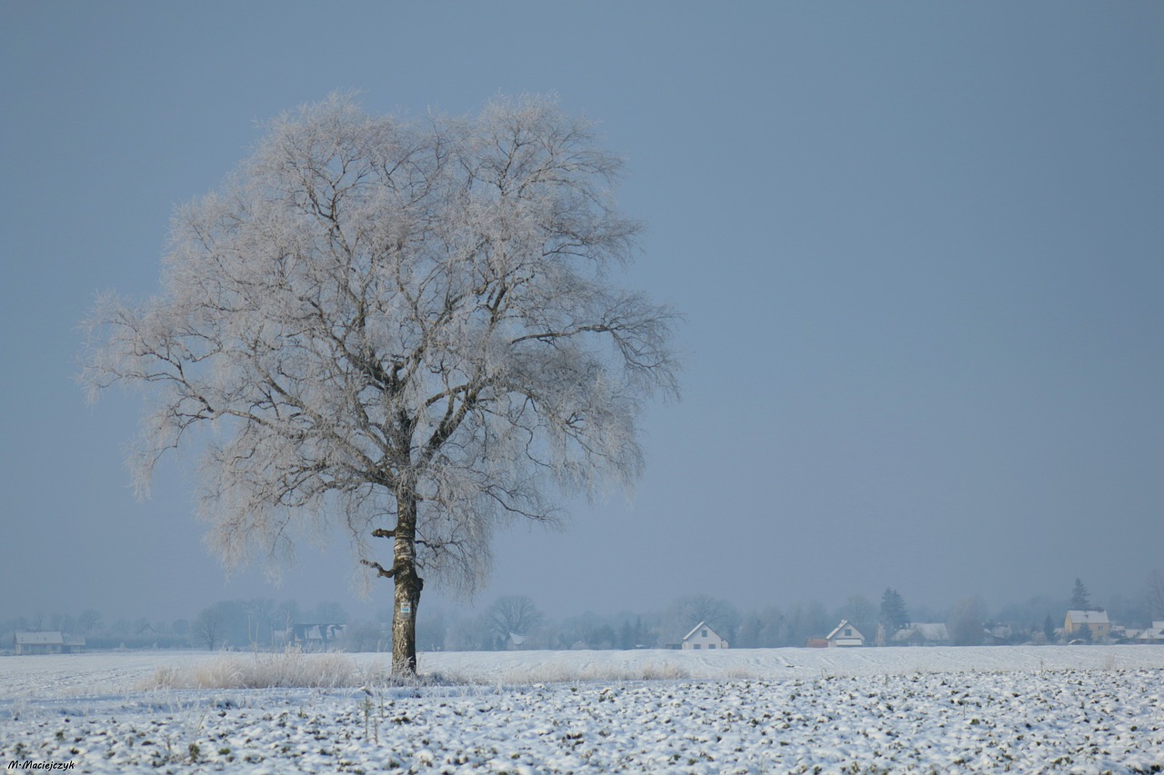 winter  snow  white free photo